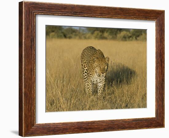 Male Leopard (Panthera Pardus) in Captivity, Namibia, Africa-Steve & Ann Toon-Framed Photographic Print