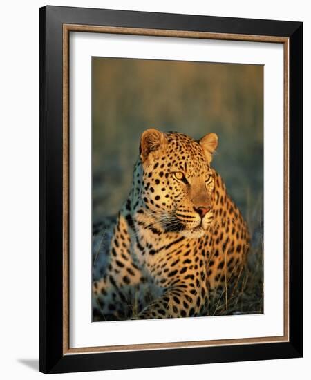 Male Leopard, Panthera Pardus, in Captivity, Namibia, Africa-Ann & Steve Toon-Framed Photographic Print