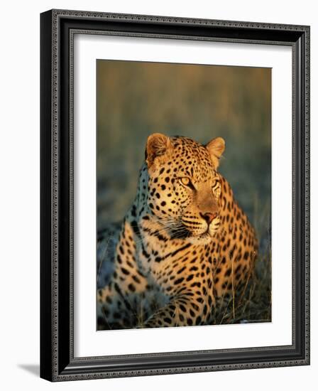 Male Leopard, Panthera Pardus, in Captivity, Namibia, Africa-Ann & Steve Toon-Framed Photographic Print