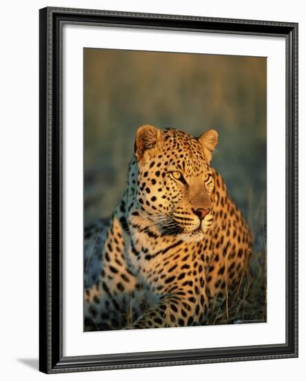 Male Leopard, Panthera Pardus, in Captivity, Namibia, Africa-Ann & Steve Toon-Framed Photographic Print