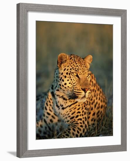 Male Leopard, Panthera Pardus, in Captivity, Namibia, Africa-Ann & Steve Toon-Framed Photographic Print