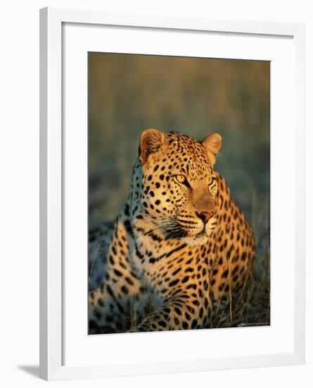 Male Leopard, Panthera Pardus, in Captivity, Namibia, Africa-Ann & Steve Toon-Framed Photographic Print