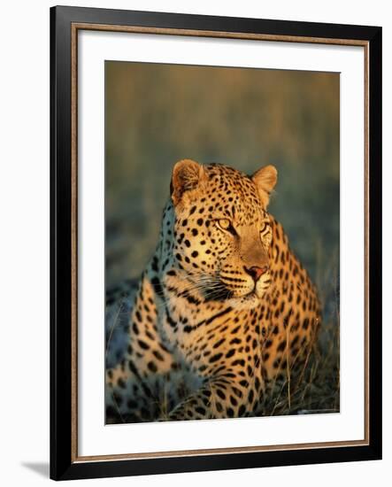 Male Leopard, Panthera Pardus, in Captivity, Namibia, Africa-Ann & Steve Toon-Framed Photographic Print