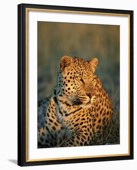 Male Leopard, Panthera Pardus, in Captivity, Namibia, Africa-Ann & Steve Toon-Framed Photographic Print