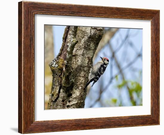 Male Lesser spotted woodpecker perching on tree, Germany-Konrad Wothe-Framed Photographic Print