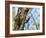 Male Lesser spotted woodpecker perching on tree, Germany-Konrad Wothe-Framed Photographic Print