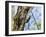 Male Lesser spotted woodpecker perching on tree, Germany-Konrad Wothe-Framed Photographic Print