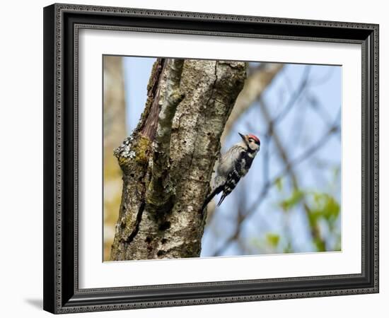 Male Lesser spotted woodpecker perching on tree, Germany-Konrad Wothe-Framed Photographic Print