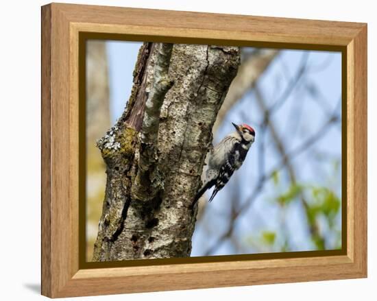 Male Lesser spotted woodpecker perching on tree, Germany-Konrad Wothe-Framed Premier Image Canvas