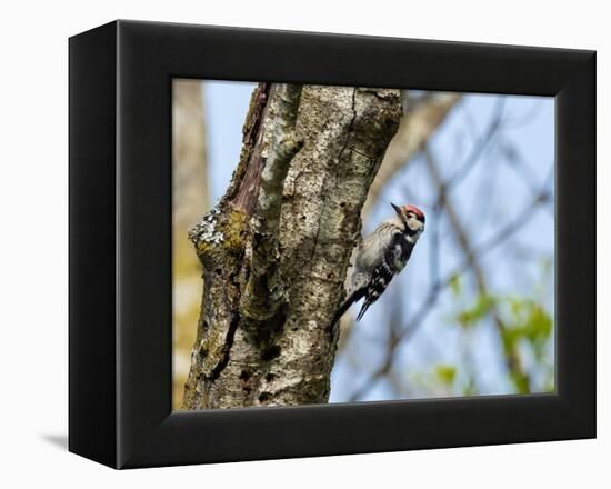 Male Lesser spotted woodpecker perching on tree, Germany-Konrad Wothe-Framed Premier Image Canvas