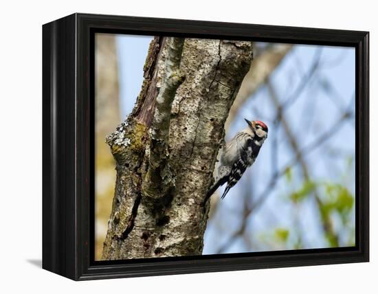 Male Lesser spotted woodpecker perching on tree, Germany-Konrad Wothe-Framed Premier Image Canvas