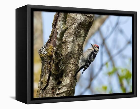 Male Lesser spotted woodpecker perching on tree, Germany-Konrad Wothe-Framed Premier Image Canvas