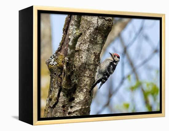 Male Lesser spotted woodpecker perching on tree, Germany-Konrad Wothe-Framed Premier Image Canvas