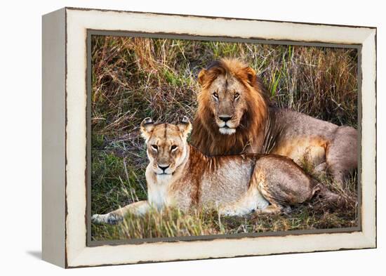 Male Lion and Female Lion - a Couple, on Savanna. Safari in Serengeti, Tanzania, Africa-Michal Bednarek-Framed Premier Image Canvas