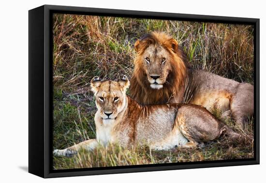 Male Lion and Female Lion - a Couple, on Savanna. Safari in Serengeti, Tanzania, Africa-Michal Bednarek-Framed Premier Image Canvas