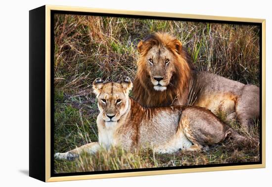 Male Lion and Female Lion - a Couple, on Savanna. Safari in Serengeti, Tanzania, Africa-Michal Bednarek-Framed Premier Image Canvas