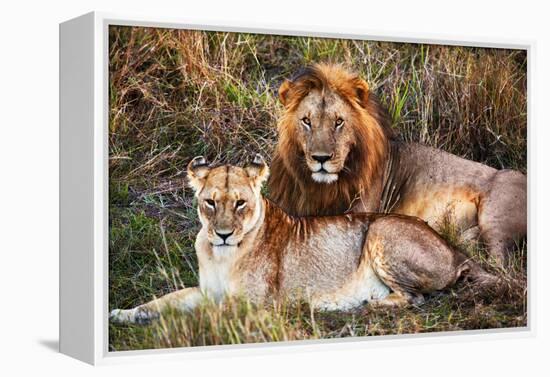 Male Lion and Female Lion - a Couple, on Savanna. Safari in Serengeti, Tanzania, Africa-Michal Bednarek-Framed Premier Image Canvas