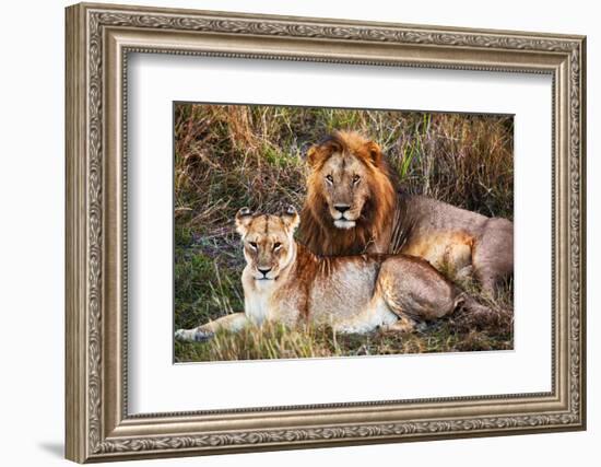 Male Lion and Female Lion - a Couple, on Savanna. Safari in Serengeti, Tanzania, Africa-Michal Bednarek-Framed Photographic Print