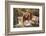 Male Lion and Female Lion - a Couple, on Savanna. Safari in Serengeti, Tanzania, Africa-Michal Bednarek-Framed Photographic Print