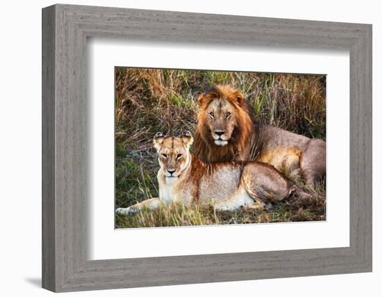 Male Lion and Female Lion - a Couple, on Savanna. Safari in Serengeti, Tanzania, Africa-Michal Bednarek-Framed Photographic Print