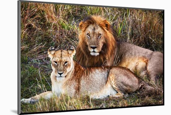 Male Lion and Female Lion - a Couple, on Savanna. Safari in Serengeti, Tanzania, Africa-Michal Bednarek-Mounted Photographic Print