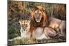 Male Lion and Female Lion - a Couple, on Savanna. Safari in Serengeti, Tanzania, Africa-Michal Bednarek-Mounted Photographic Print