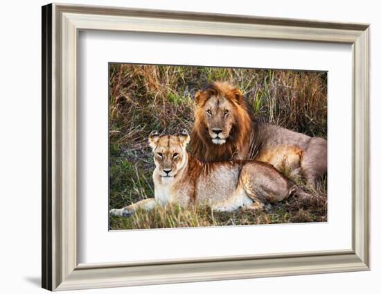 Male Lion and Female Lion - a Couple, on Savanna. Safari in Serengeti, Tanzania, Africa-Michal Bednarek-Framed Photographic Print