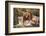 Male Lion and Female Lion - a Couple, on Savanna. Safari in Serengeti, Tanzania, Africa-Michal Bednarek-Framed Photographic Print