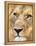 Male Lion at Africat Project, Namibia-Joe Restuccia III-Framed Premier Image Canvas