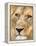 Male Lion at Africat Project, Namibia-Joe Restuccia III-Framed Premier Image Canvas