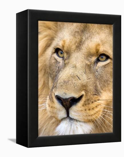 Male Lion at Africat Project, Namibia-Joe Restuccia III-Framed Premier Image Canvas