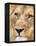 Male Lion at Africat Project, Namibia-Joe Restuccia III-Framed Premier Image Canvas