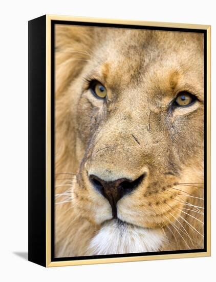 Male Lion at Africat Project, Namibia-Joe Restuccia III-Framed Premier Image Canvas