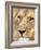 Male Lion at Africat Project, Namibia-Joe Restuccia III-Framed Photographic Print