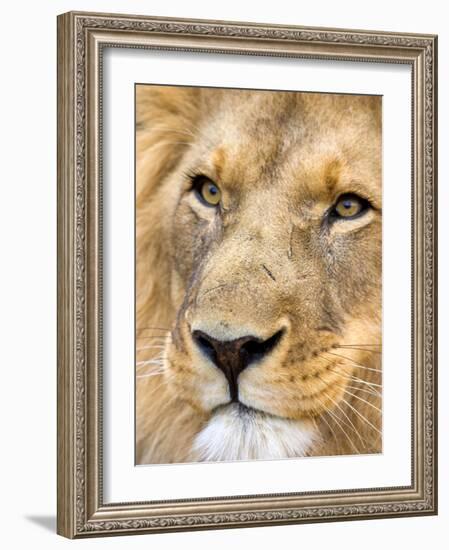 Male Lion at Africat Project, Namibia-Joe Restuccia III-Framed Photographic Print