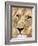 Male Lion at Africat Project, Namibia-Joe Restuccia III-Framed Photographic Print