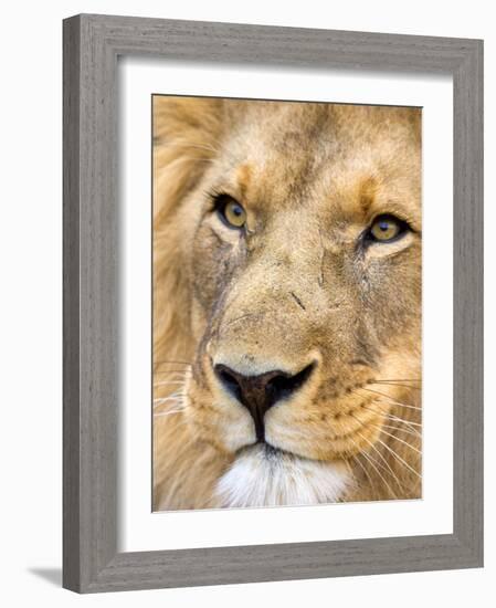 Male Lion at Africat Project, Namibia-Joe Restuccia III-Framed Photographic Print