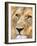 Male Lion at Africat Project, Namibia-Joe Restuccia III-Framed Photographic Print