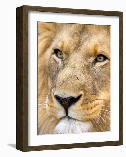 Male Lion at Africat Project, Namibia-Joe Restuccia III-Framed Photographic Print