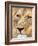 Male Lion at Africat Project, Namibia-Joe Restuccia III-Framed Photographic Print