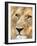 Male Lion at Africat Project, Namibia-Joe Restuccia III-Framed Photographic Print