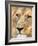 Male Lion at Africat Project, Namibia-Joe Restuccia III-Framed Photographic Print