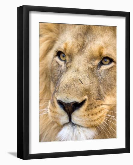 Male Lion at Africat Project, Namibia-Joe Restuccia III-Framed Photographic Print