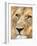 Male Lion at Africat Project, Namibia-Joe Restuccia III-Framed Photographic Print