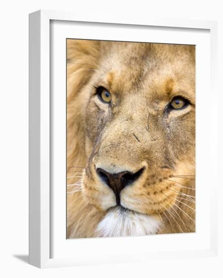 Male Lion at Africat Project, Namibia-Joe Restuccia III-Framed Photographic Print