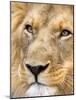 Male Lion at Africat Project, Namibia-Joe Restuccia III-Mounted Photographic Print