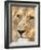 Male Lion at Africat Project, Namibia-Joe Restuccia III-Framed Photographic Print