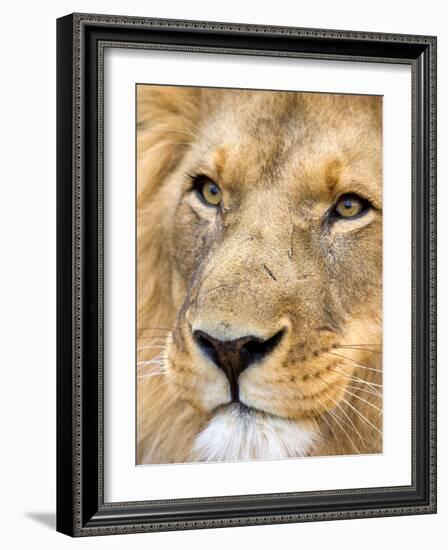 Male Lion at Africat Project, Namibia-Joe Restuccia III-Framed Photographic Print