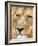 Male Lion at Africat Project, Namibia-Joe Restuccia III-Framed Photographic Print