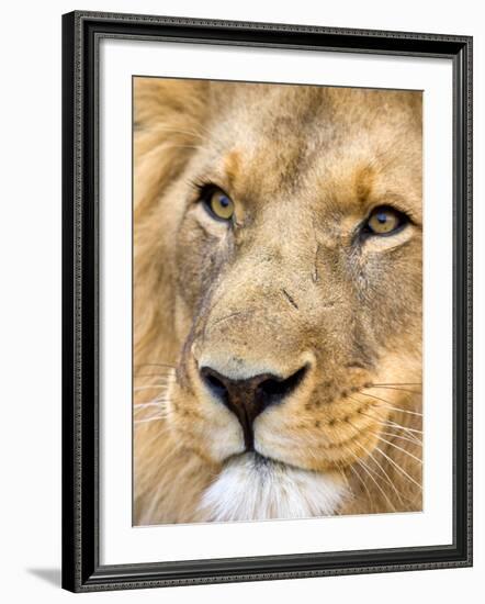 Male Lion at Africat Project, Namibia-Joe Restuccia III-Framed Photographic Print